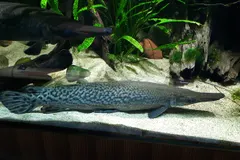 Alligator Gar (Atractosteus spatula) in wild river freshwater habitat