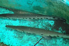 Alligator Gar (Atractosteus spatula) swimming in river shallows