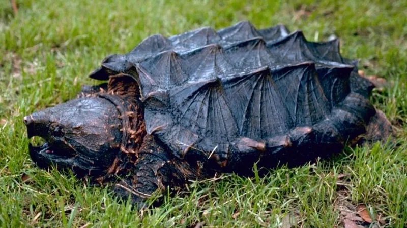 Alligator snapping turtle (Macrochelys temminckii)