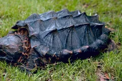 Alligator snapping turtle (Macrochelys temminckii)
