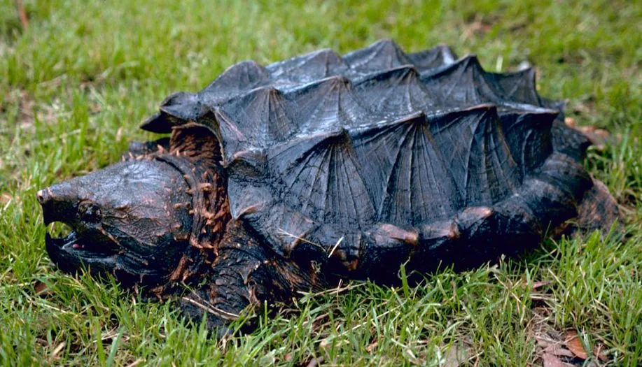 Alligator snapping turtle (Macrochelys temminckii)