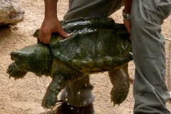 Alligator snapping turtle (Macrochelys temminckii) in the Oasis Park, La Lajita, Pájara, Fuerteventu
