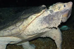 Macrochelys temminckii Troost, 1835 - alligator snapping turtle (captive, Newport Aquarium, Newport,