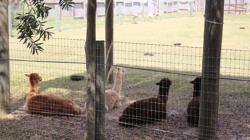 Alpaca in natural habitat