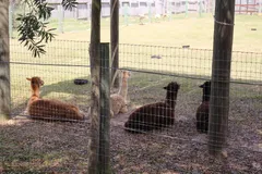 Alpaca in natural habitat