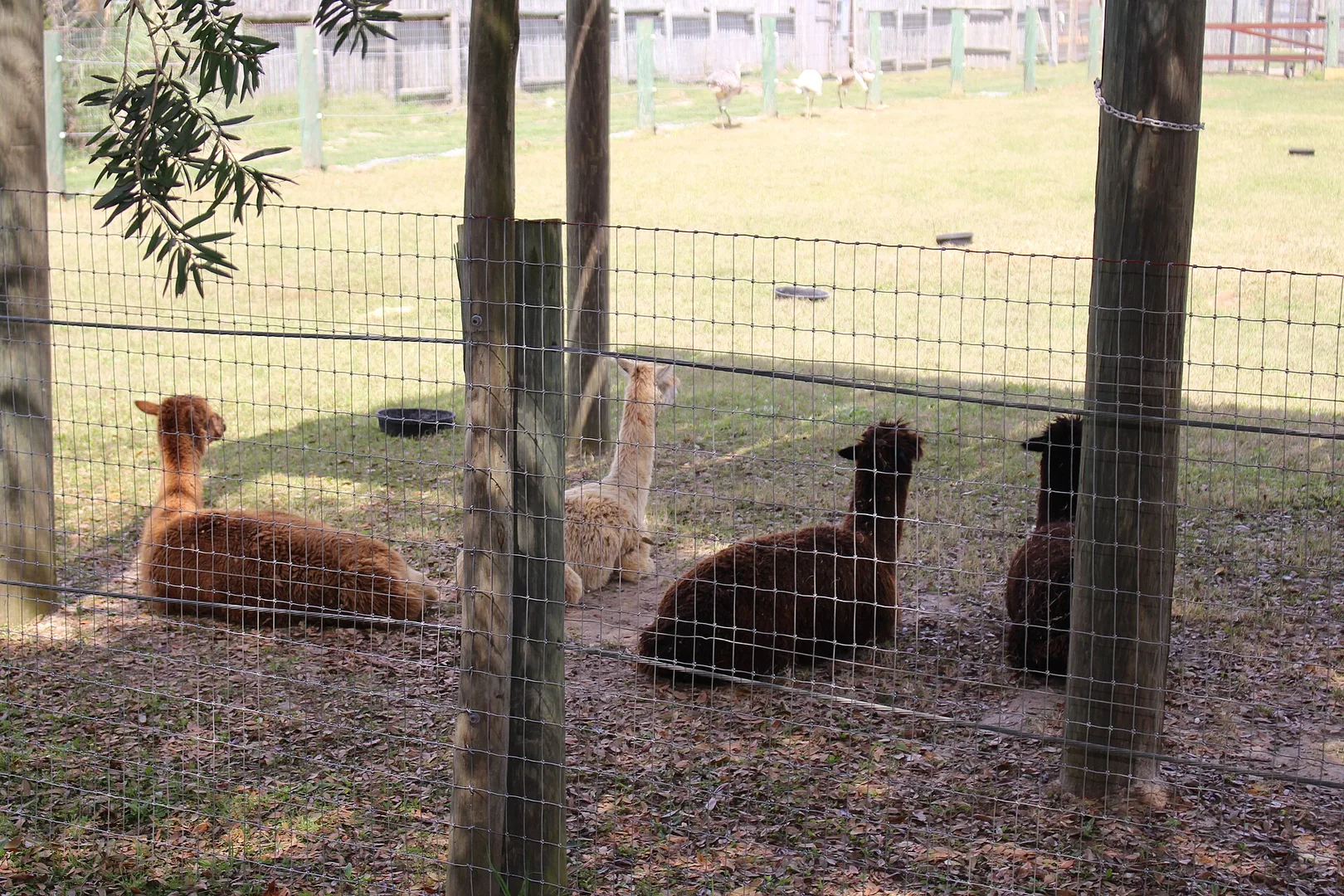 Alpaca in natural habitat