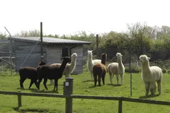 Alpaca in natural habitat