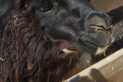 Alpaca in natural habitat