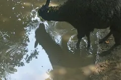 Alpaca in natural habitat