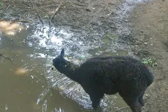 Alpaca in natural habitat