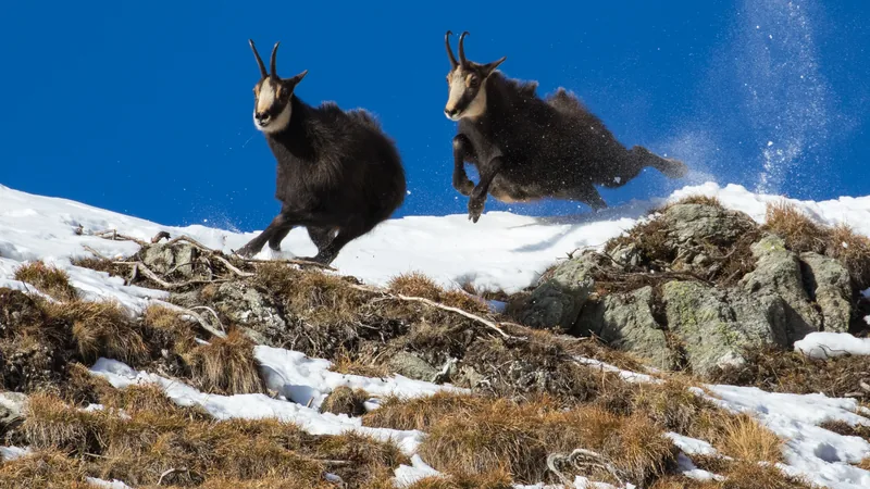 Two chamois running up a snowy ridge under a deep blue sky, one with all four hooves off the ground
