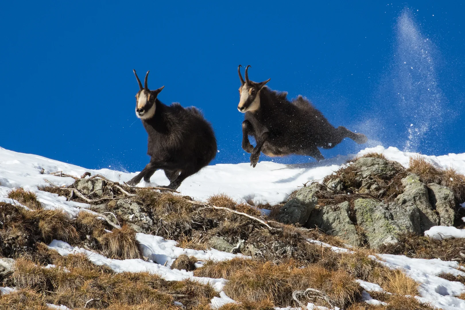 Two chamois running up a snowy ridge under a deep blue sky, one with all four hooves off the ground