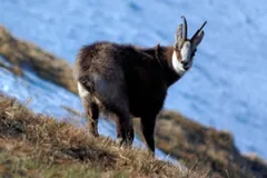 Chamois in dark winter coat on a grassy ridge, its black-and-white face mask turned toward the camera