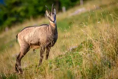Chamois in pale summer coat standing in tall grass on a mountain slope, horns curving back at the tips