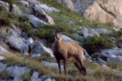 Chamois with short curved horns standing on a rocky, grassy mountain slope, facing the camera