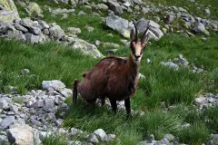 Chamois in worn brown coat standing in grass among pale scree, ears forward and horns upright