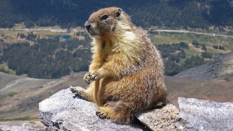 Alpine Marmot (Marmota marmota) in natural habitat