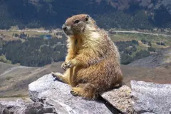 Alpine Marmot (Marmota marmota) in natural habitat
