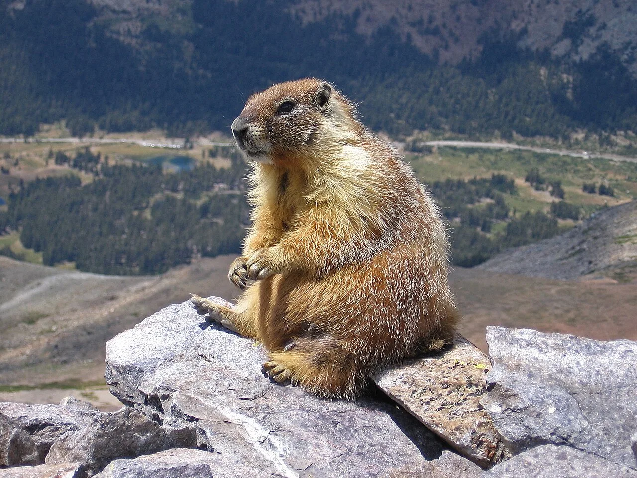 Alpine Marmot (Marmota marmota) in natural habitat