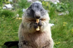 Alpine Marmot (Marmota marmota) in natural habitat