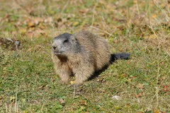 Alpine Marmot (Marmota marmota) in natural habitat