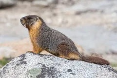 Alpine Marmot (Marmota marmota) in natural habitat