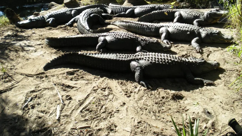 A group of American alligators basking side by side on a patch of bare sand