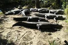 A group of American alligators basking side by side on a patch of bare sand