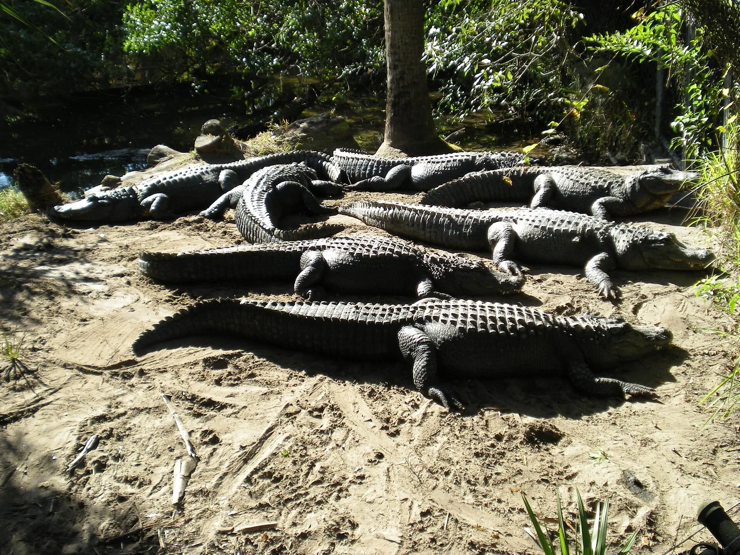 A group of American alligators basking side by side on a patch of bare sand