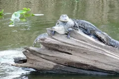 Young alligators piled on top of each other on a weathered log in a lake
