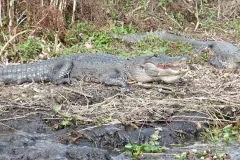 Alligator basking on a muddy bank with its mouth slightly open, a second one behind it