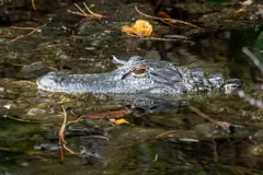 Alligator lying low in dark wetland water, only its snout, eye and back scutes above the surface