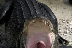 Alligator on pale gravel with its jaws gaping wide, its pink palate and tongue in view