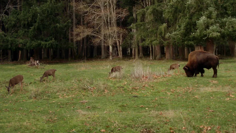 American Bison in natural habitat