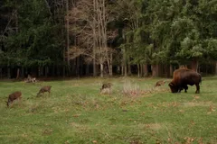 American Bison in natural habitat
