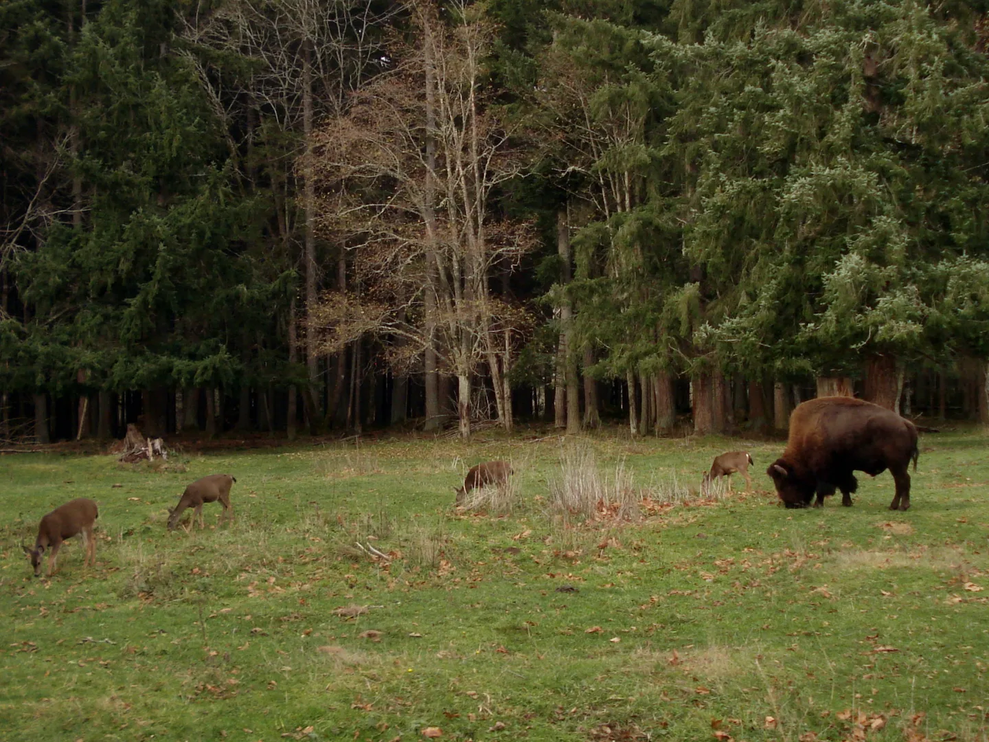 American Bison in natural habitat