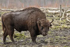 American Bison in natural habitat