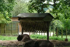 American Bison in natural habitat
