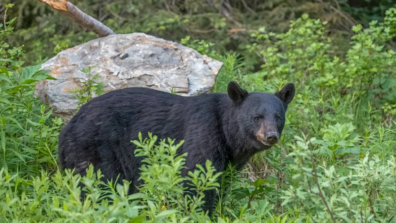 Black bear walking through green undergrowth beside a boulder