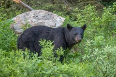 Black bear walking through green undergrowth beside a boulder
