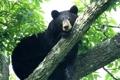 Black bear resting in the fork of a leafy tree