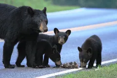 Black bear mother with three cubs crossing a paved road