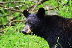 Close view of a black bear's head and brown muzzle among green leaves