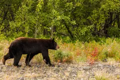 Black bear walking across a meadow of dry grass at a forest edge