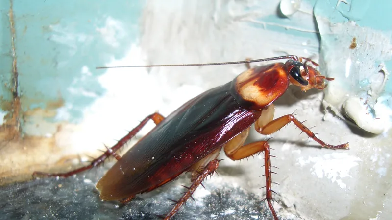 American cockroach on a painted wall, long antennae swept back over its glossy wings