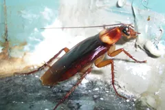 American cockroach on a painted wall, long antennae swept back over its glossy wings