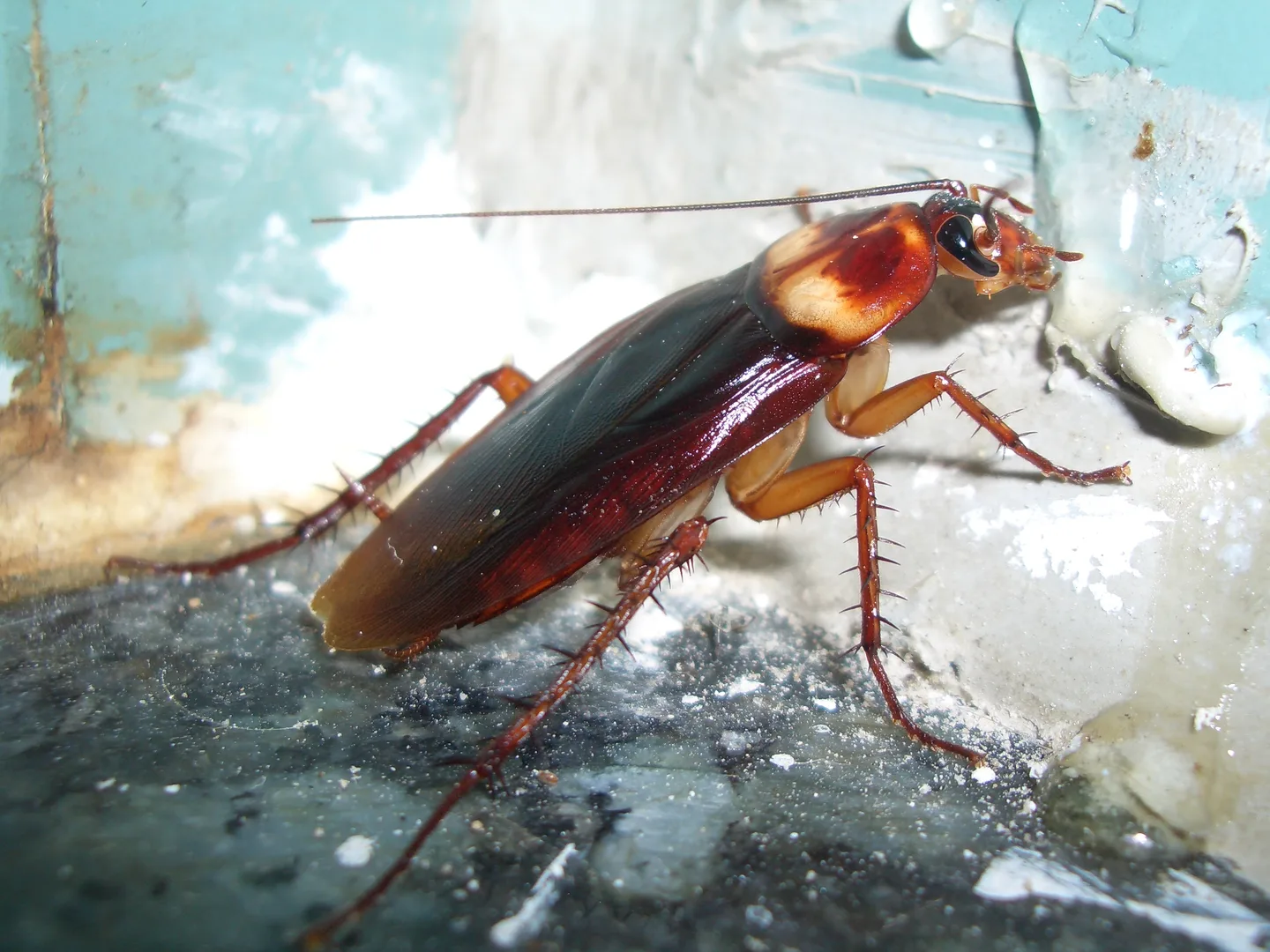American cockroach on a painted wall, long antennae swept back over its glossy wings