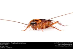 Reddish-brown American cockroach side view on white, antennae longer than its body