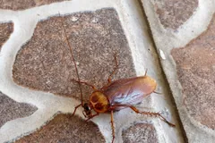 American cockroach crossing patterned floor tiles
