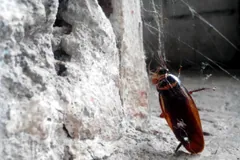 American cockroach climbing a crumbling white wall